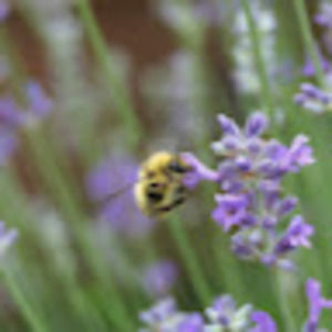 Meet your Posher, Denaesha